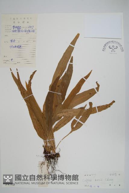 瓊越線蕨藏品圖，第1張