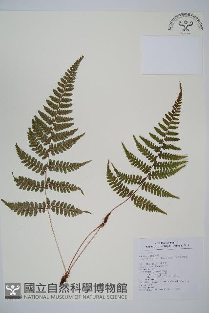 山蹄蓋蕨藏品圖，第1張