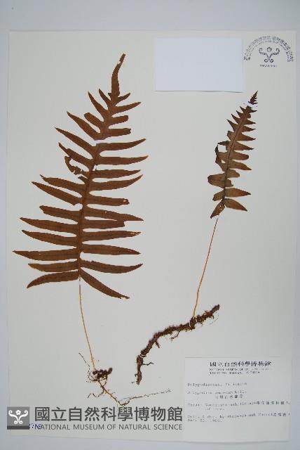 阿里山水龍骨藏品圖，第1張