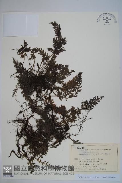 登錄號:P012769藏品圖，第1張