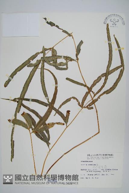 大葉鳳尾蕨藏品圖，第1張