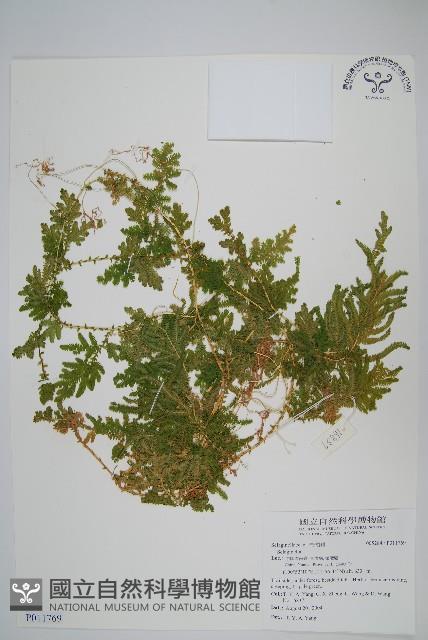 登錄號:P011769藏品圖，第1張