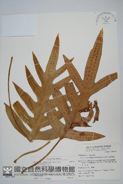 海岸星蕨藏品圖，第1張