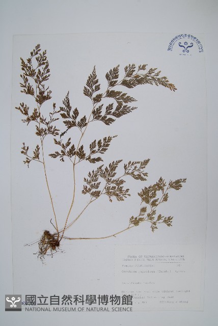 日本金粉蕨藏品圖，第1張