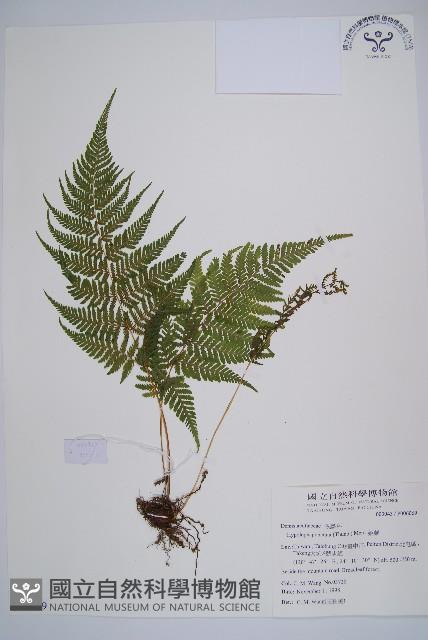 粗毛金星蕨藏品圖，第1張