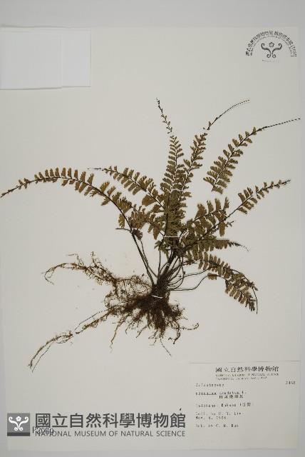 鞭葉鐵線蕨藏品圖，第1張