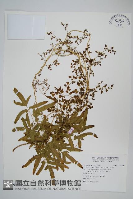 海金沙藏品圖，第1張