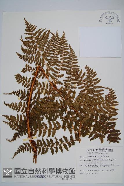 逆鱗鱗毛蕨藏品圖，第1張