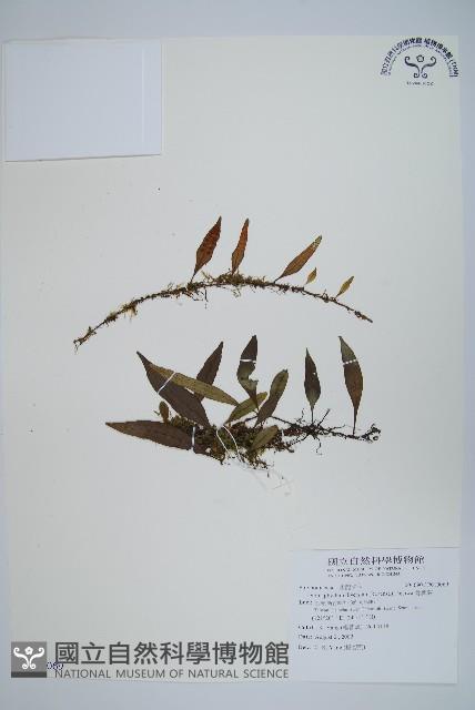 骨牌蕨藏品圖，第1張