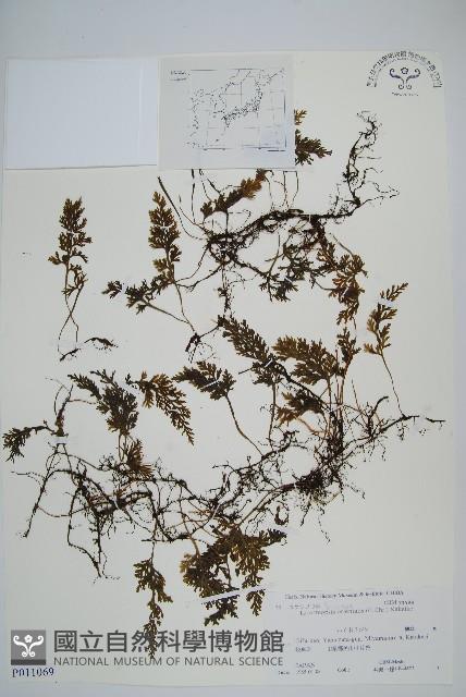 登錄號:P011069藏品圖，第1張