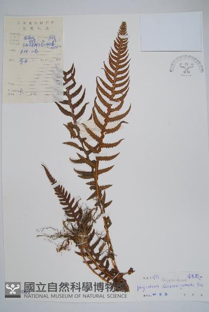 翅軸假金星蕨、短柄卵果蕨藏品圖，第1張