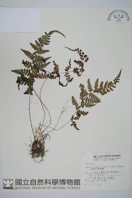 阿里山蹄蓋蕨藏品圖，第1張