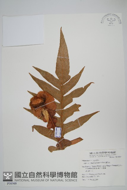 連珠蕨藏品圖，第1張