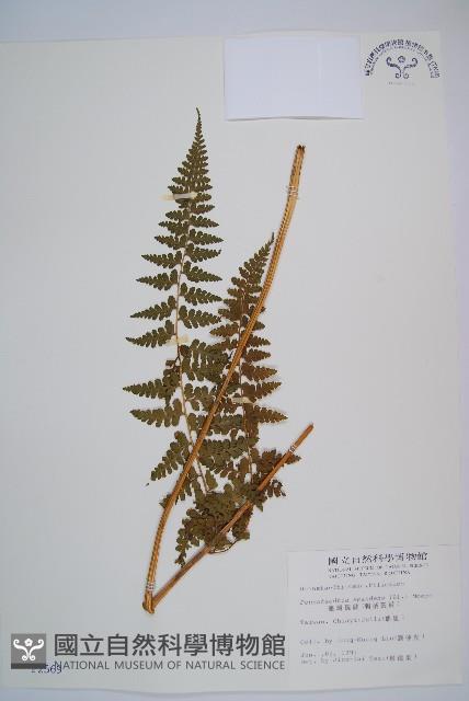 刺柄碗蕨藏品圖，第1張