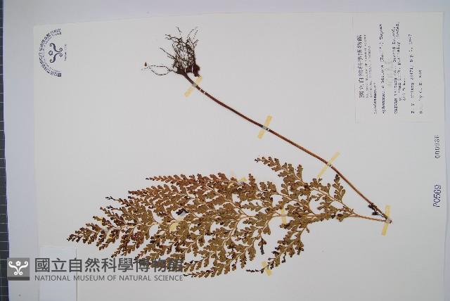 闊片烏蕨藏品圖，第1張