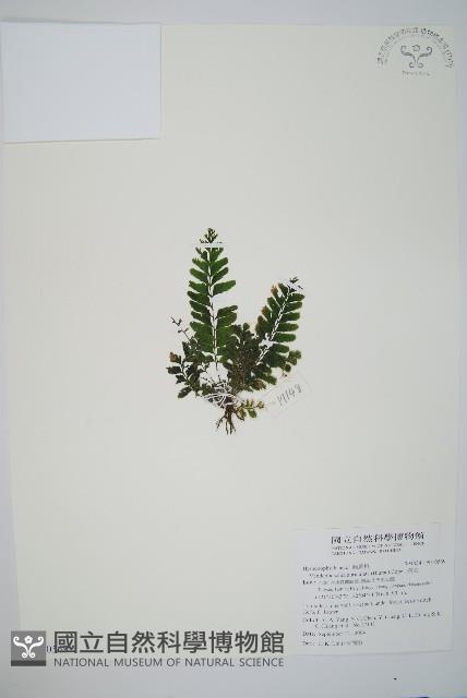 菲律賓厚葉蕨藏品圖，第1張