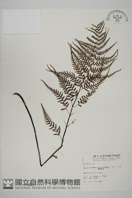 粉葉蕨藏品圖，第1張