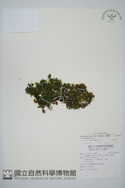 團扇蕨藏品圖，第1張