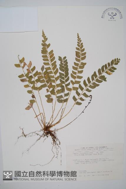 知本耳蕨藏品圖，第1張