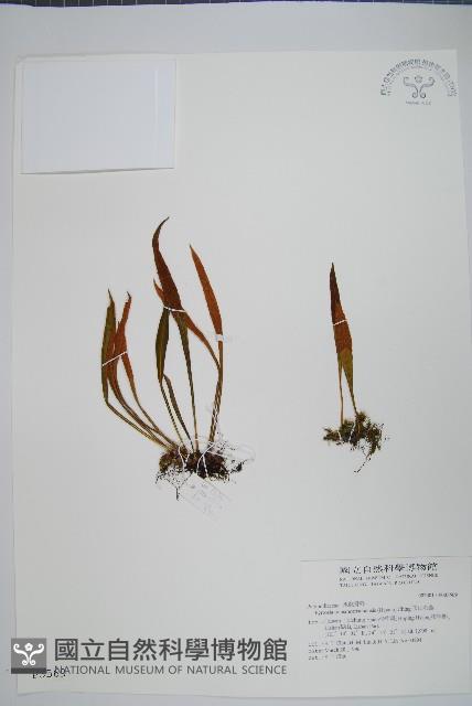 玉山石葦藏品圖，第1張