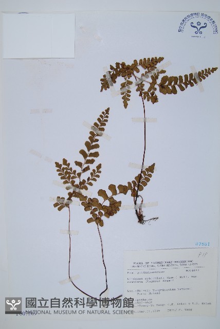 海島陵齒蕨藏品圖，第1張