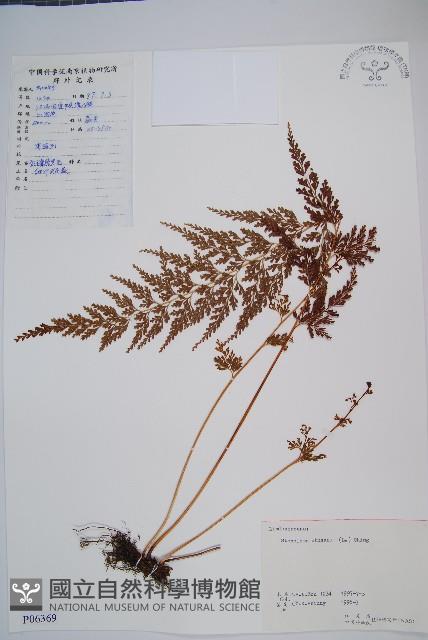 烏蕨藏品圖，第1張