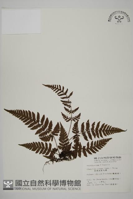 愛德氏肋毛蕨藏品圖，第1張