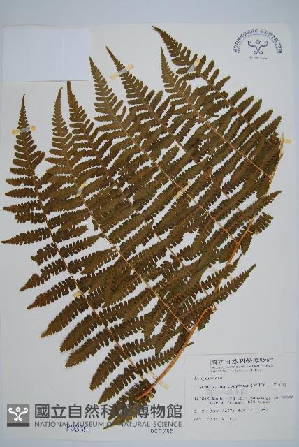 南洋假鱗毛蕨藏品圖，第1張