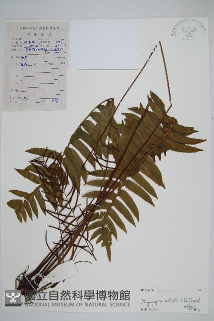 瘤足蕨藏品圖，第1張