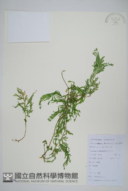 江南卷柏藏品圖，第1張