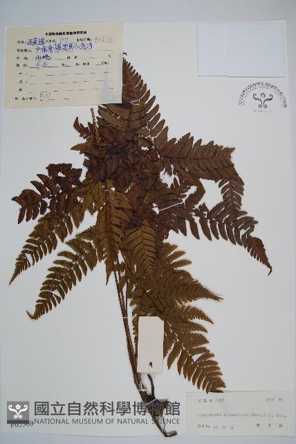 兩色鱗毛蕨藏品圖，第1張