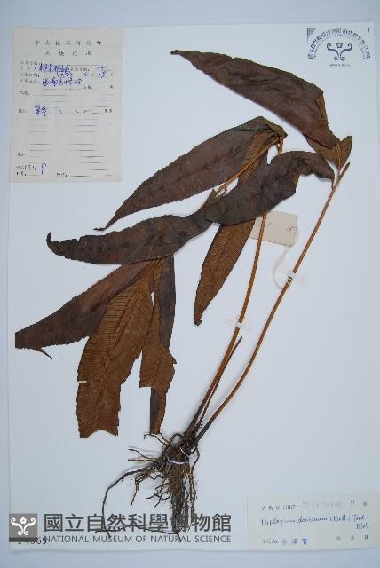 細柄雙蓋蕨藏品圖，第1張