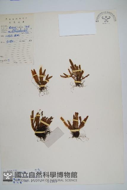 紅毛禾葉蕨藏品圖，第1張