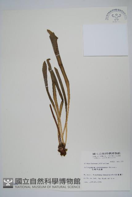 臺灣車前蕨藏品圖，第1張