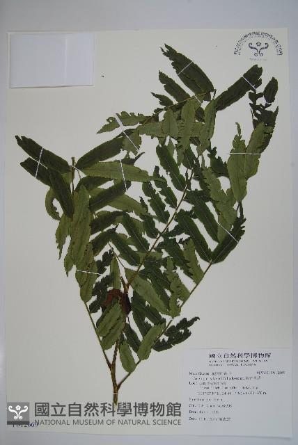 觀音座蓮藏品圖，第1張