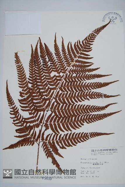 南海鱗毛蕨藏品圖，第1張