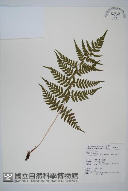 阿里山蹄蓋蕨藏品圖，第1張