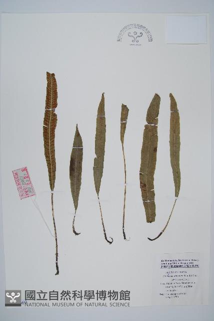 單葉雙蓋蕨藏品圖，第1張