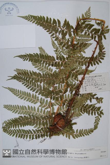 登錄號:P003669藏品圖，第1張