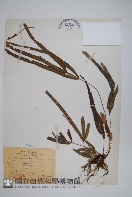 長葉鳳尾蕨藏品圖，第1張