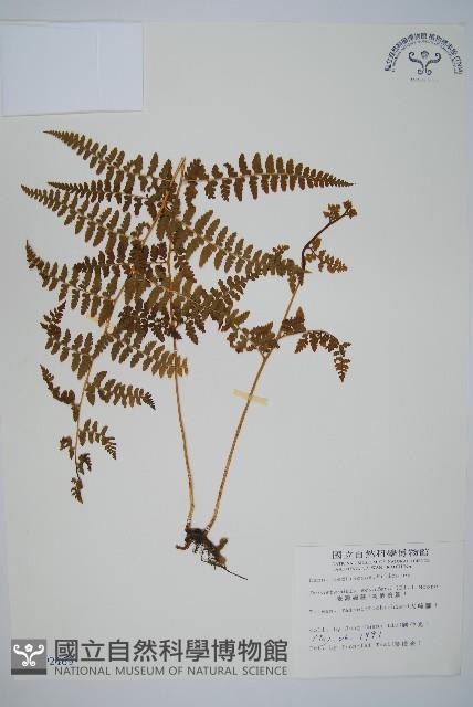 刺柄碗蕨藏品圖，第1張