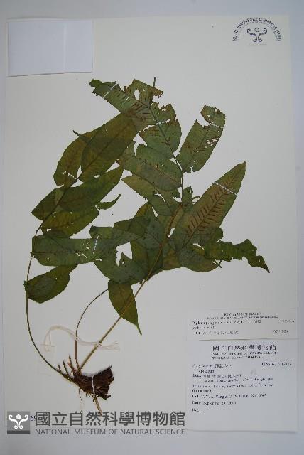 腸蕨藏品圖，第1張