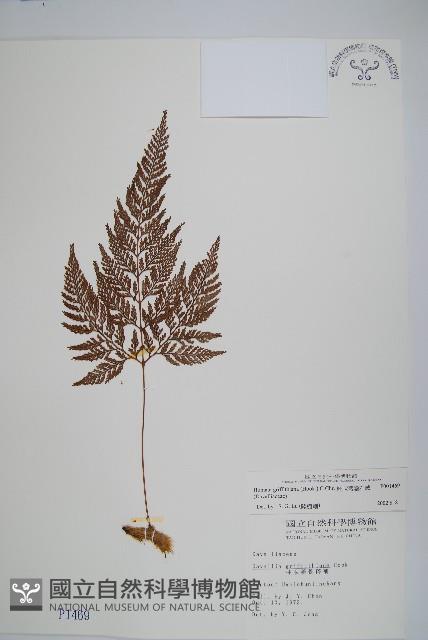 杯狀蓋陰石蕨藏品圖，第1張