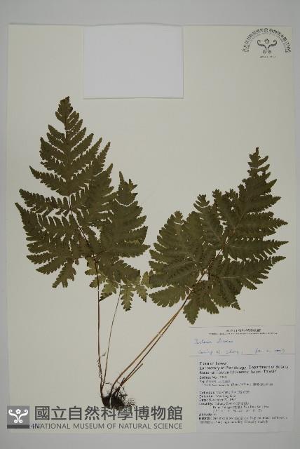 薄葉三叉蕨藏品圖，第1張