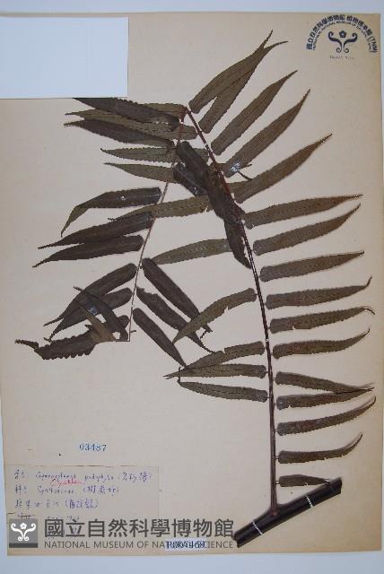 黑桫蕨藏品圖，第1張