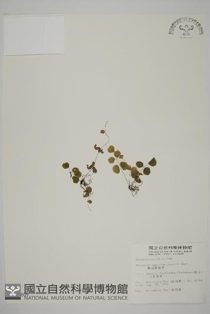 團羽鐵線蕨、團葉鐵線蕨、對葉鐵線蕨藏品圖，第1張