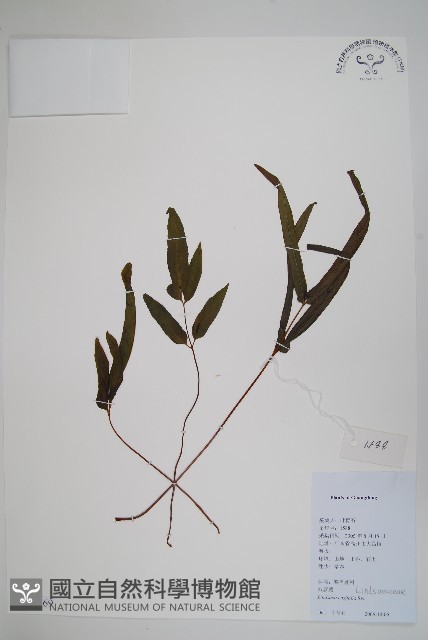 箭葉鱗始蕨藏品圖，第1張