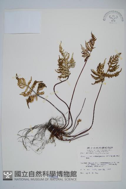 擬長柄粉背蕨藏品圖，第1張