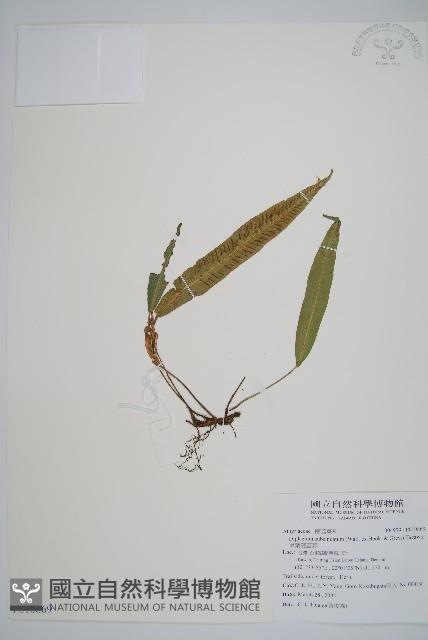 單葉雙蓋蕨藏品圖，第1張