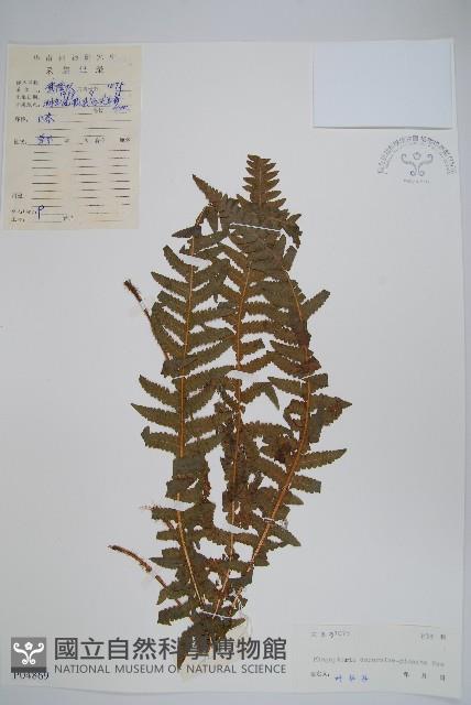 翅軸假金星蕨、短柄卵果蕨藏品圖，第1張